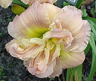 ALMOND PUFF  #279