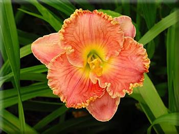 EDITH SLIGER   #343