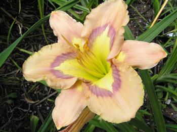 A BODACIOUS PATTERN